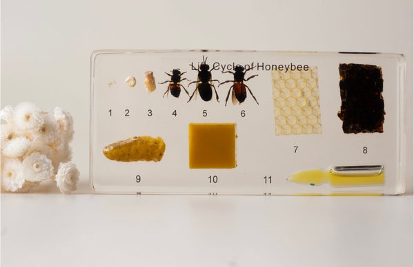 Honey Bee Lifecycle Specimen Block