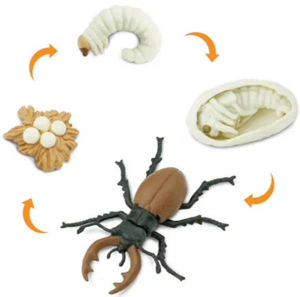 Life cycle of a stag beetle