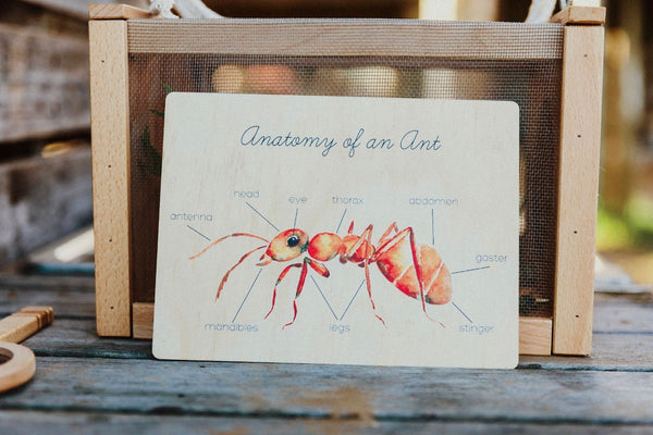 Anatomy of an Ant Board