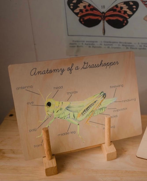 Anatomy of a Grasshopper Board