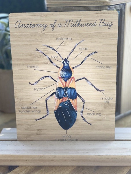 Anatomy of a MilkWeed Bug Board