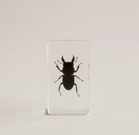 Stag Beetle Specimen