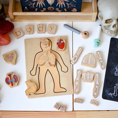 Human Body Anatomy block set