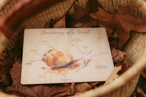 Anatomy of a snail board