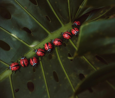 Mini lady bugs