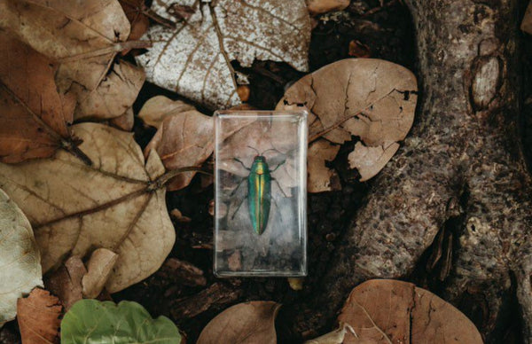 Jewel Beetle