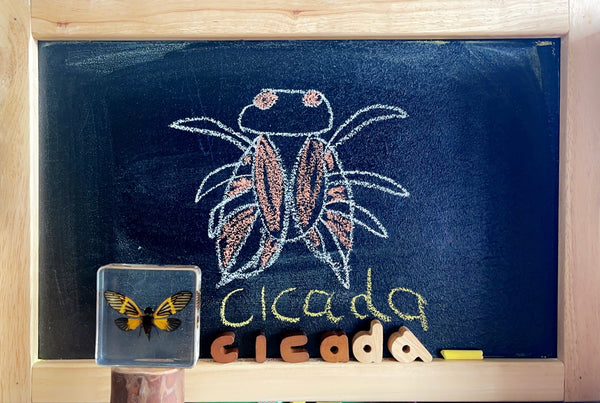 Yellow Winged Cicada
