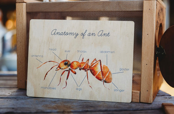 Anatomy of an Ant Board
