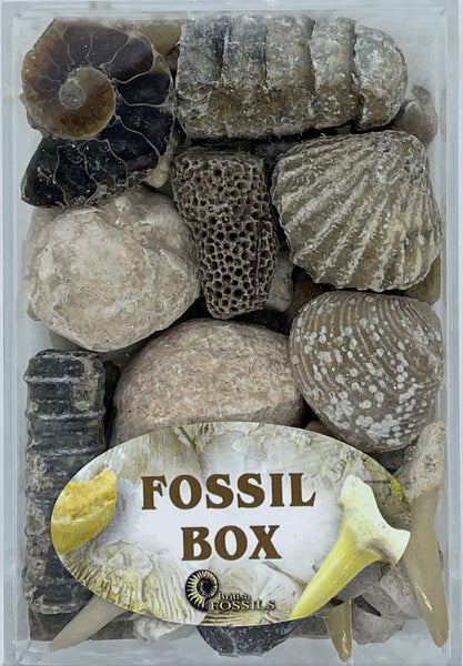Fossil box