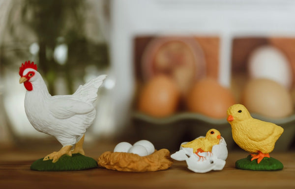 Lifecycle of a Chicken