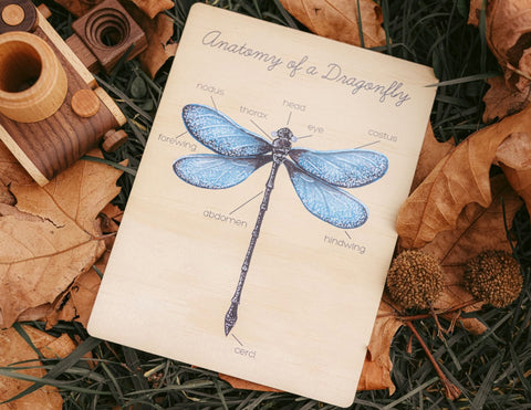 Anatomy of a Dragonfly Board