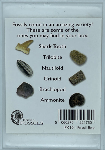 Fossil box