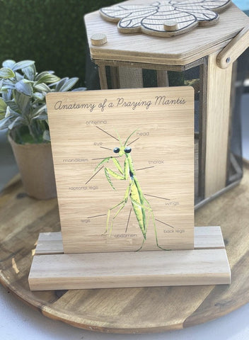 Anatomy of a Praying Mantis Board
