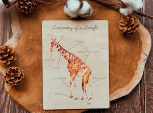 Giraffe anatomy Board