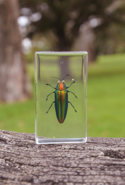 Jewel Beetle