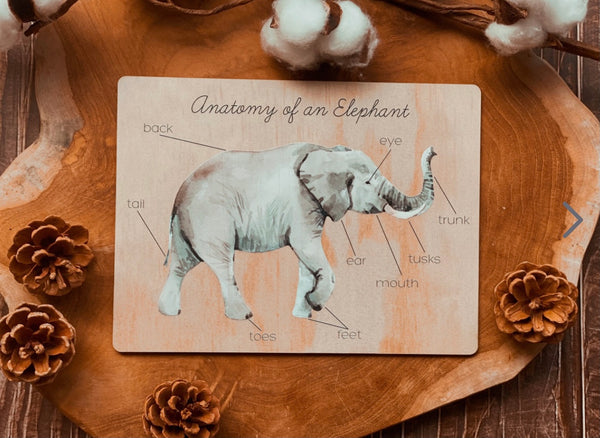 Elephant anatomy board