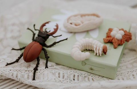 Life cycle of a stag beetle