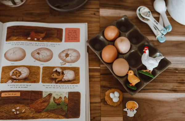 Lifecycle of a Chicken