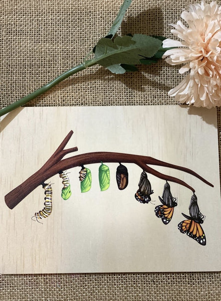 Lifecycle of a Monarch branch board