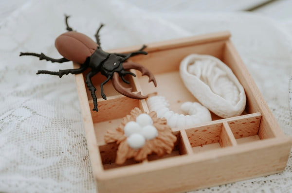 Life cycle of a stag beetle