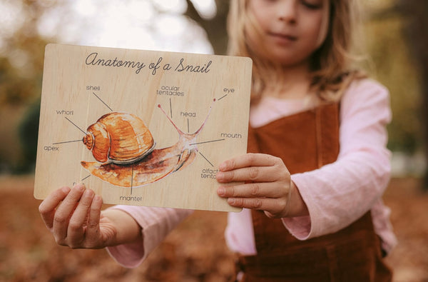 Anatomy of a snail board