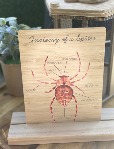 Anatomy of a Spider board