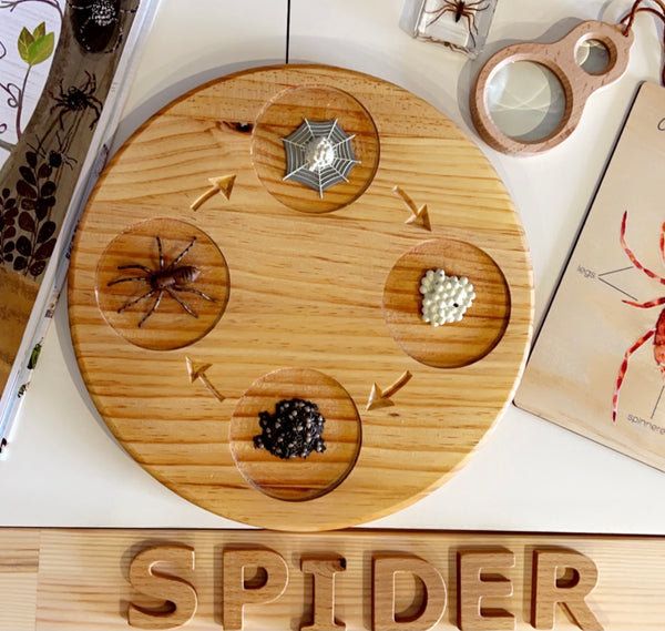 Life Cycle of a spider