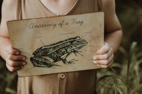 Frog Anatomy Board